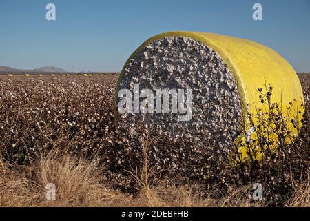 Tempe, Arizona, USA. November 2020. Baumwolle, die von einer Rundballenpresse geerntet wird, liegt auf einem frisch gepflückten Feld in der Nähe von Stansfield, Arizona 11/29/20. Die runden Ballen wiegen etwa 5000 Pfund und produzieren etwa 3.8 quadratische Ballen. Quelle: Tom Story/ZUMA Wire/Alamy Live News Stockfoto