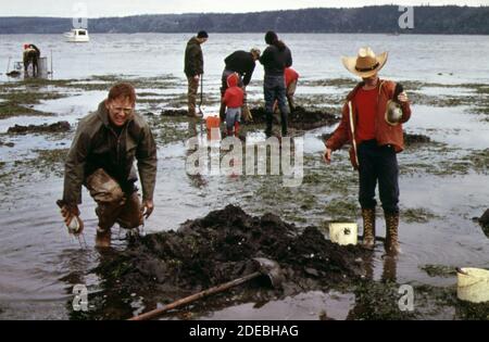 1970er Jahre Foto (1973) - Geoduck Clam Graben auf Doseallips Gezeitenflächen auf dem Hood Canal bei Brinnon. Die größten Hartschalenmuscheln, die im pazifischen Nordwesten zu finden sind, werden Geoducks auf extremen Minus-Gezeiten gegraben' Stockfoto