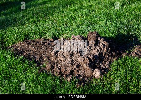 Frischer Maulwurfshügel in einem üppigen grünen Rasen auf einem Sonniger Tag Stockfoto