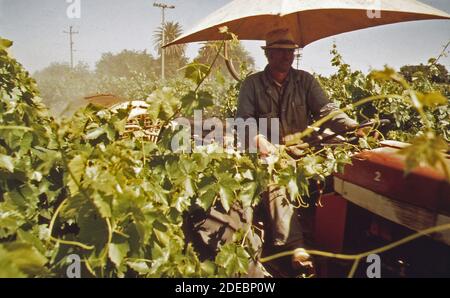 1970er Fotos (1972) - Mann, der Weinreben spritzt Stockfoto