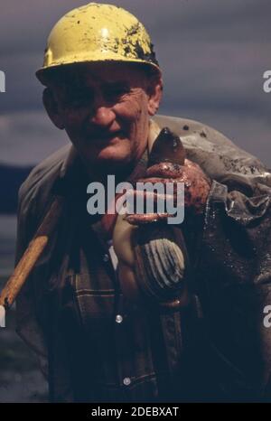 1970er-Jahre Foto (1973) - Ray Longmire von Olympia mit einer Geoduck-Muschel hat er aus den Dosewallips Gezeitenflächen auf dem Hood Canal bei Brinnon gegraben. Stockfoto