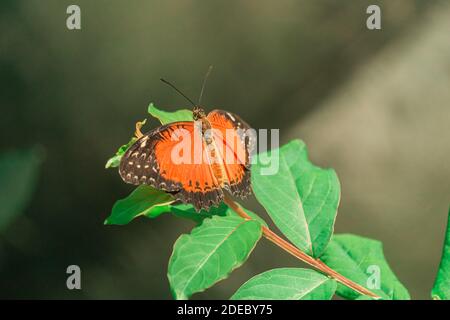 Nahaufnahme des Körpers des orangefarbenen Schmetterlings (Cethosia biblis) am Ast. Konya Butterfly Valley, Türkei. Stockfoto