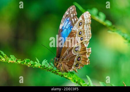 Blauer Morpho-Schmetterling, Morpho-Peleides isoliert auf grünem Blatt. Stockfoto