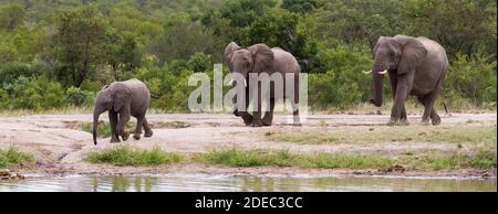 Panorama der afrikanischen Elefantenfamilie, die zu einem Fluss kommt, um im Kruger National Park, Südafrika, zu trinken, mit üppigem grünem Buschhintergrund Stockfoto