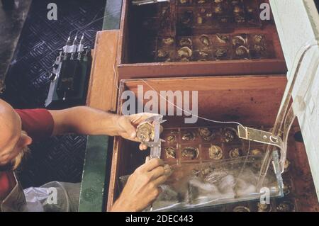 1970er Foto (1972) - EPA Gulf Breeze Laboratory: BioAssay Nasslabor. Fischereibiologe verwendet Zirbelsätteln, um das Wachstum von Austern zu messen, die Pestiziden ausgesetzt wurden Stockfoto