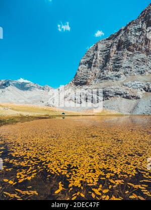 Gelbe Herbstblätter schweben auf dem Wasser des Sees. Bergseenlandschaft zwischen Bolkar und Taurus. Panoramablick auf den schwarzen See bei su Stockfoto