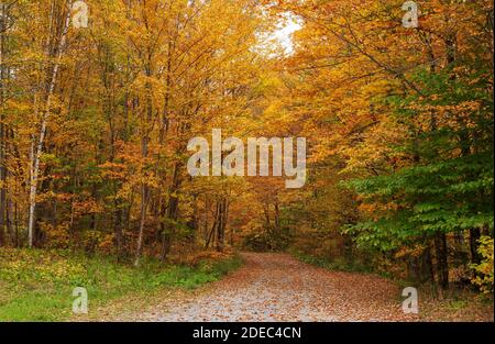 Pfad bedeckt mit gefallenen Blättern, der durch einen malerischen Wald führt. Buche, Birke und Ahorn in goldenen Herbsttönen. Mad River, Warren, Vermont, USA Stockfoto