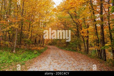 Pfad bedeckt mit gefallenen Blättern, der durch einen malerischen Wald führt. Buche, Birke und Ahorn in goldenen Herbsttönen. Mad River, Warren, Vermont, USA Stockfoto