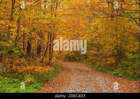 Pfad bedeckt mit gefallenen Blättern, der durch einen malerischen Wald führt. Buche, Birke und Ahorn in goldenen Herbsttönen. Mad River, Warren, Vermont, USA Stockfoto