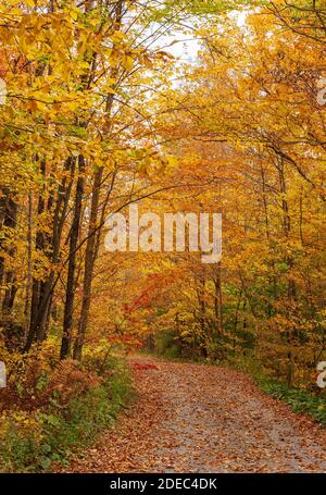 Pfad bedeckt mit gefallenen Blättern, der durch einen malerischen Wald führt. Buche, Birke und Ahorn in goldenen Herbsttönen. Mad River, Warren, Vermont, USA Stockfoto