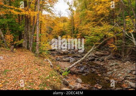 Malerische Landschaft eines felsigen Baches durch einen nördlichen Laubwäldern mit Bäumen, die im Herbst ihre Farbe ändern. Mad River, Warren, Vermont, USA. Stockfoto