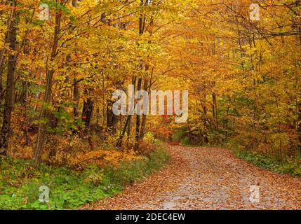 Pfad bedeckt mit gefallenen Blättern, der durch einen malerischen Wald führt. Buche, Birke und Ahorn in goldenen Herbsttönen. Mad River, Warren, Vermont, USA Stockfoto