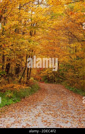 Pfad bedeckt mit gefallenen Blättern, der durch einen malerischen Wald führt. Buche, Birke und Ahorn in goldenen Herbsttönen. Mad River, Warren, Vermont, USA Stockfoto