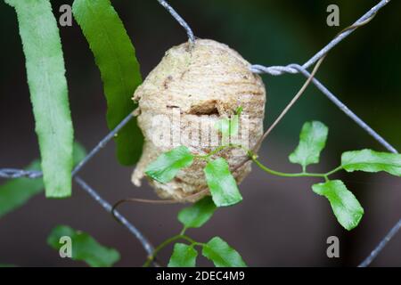 Ootheca (Eiermasse) des Riesenrainwald-Mantids (Hierodula majuscula) auf dem Zaun. November 2020. Cow Bay. Daintree National Park. Queensland. Australien. Stockfoto