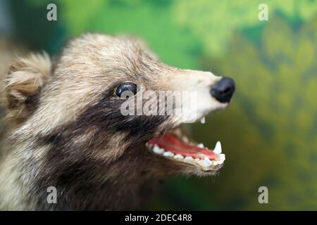 Blick auf einen ausgestopften Marten Head im Innenbereich Stockfoto