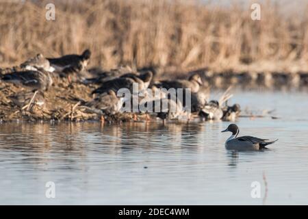 Eine nördliche Pintail-Ente schwimmt vor schlafenden Großgänsen im Sacramento NWR in Kalifornien. Stockfoto