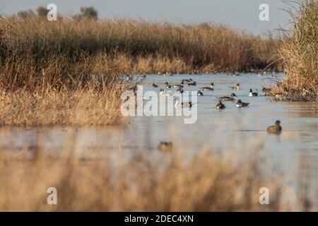 Enten verschiedener Arten versammeln sich in einem Süßwassersumpf im Sacramento National Wildlife Refuge in Kalifornien. Stockfoto