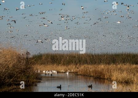 Wandergänse (Anser caerulescens) kommen im Spätherbst zu Zehntausenden in Sacramento NWR in Kalifornien an. Stockfoto