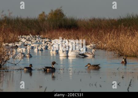 Schneegänse (Anser caerulescens) versammeln sich im Winter in großer Zahl im Sacramento National Wildlife Refugium, nachdem sie aus dem Norden gewandert sind. Stockfoto