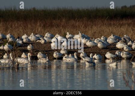 Schneegänse (Anser caerulescens) versammeln sich im Winter in großer Zahl im Sacramento National Wildlife Refugium, nachdem sie aus dem Norden gewandert sind. Stockfoto