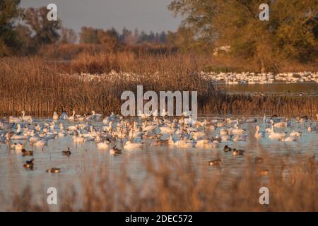 Schneegänse (Anser caerulescens) versammeln sich im Winter in großer Zahl im Sacramento National Wildlife Refugium, nachdem sie aus dem Norden gewandert sind. Stockfoto