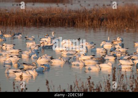 Schneegänse (Anser caerulescens) versammeln sich im Winter in großer Zahl im Sacramento National Wildlife Refugium, nachdem sie aus dem Norden gewandert sind. Stockfoto