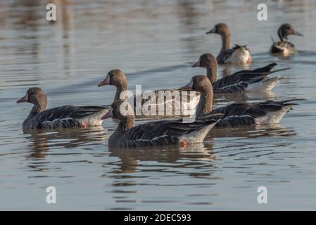 Greater White Fronted Gänse (Anser albifrons) im Sacramento National Wildlife Refugium im kalifornischen Central Valley. Stockfoto