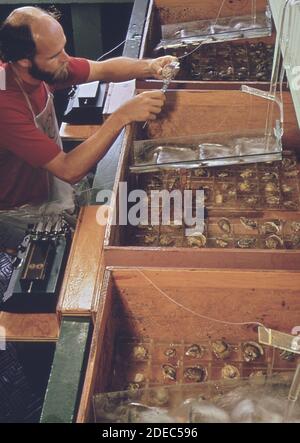 1970er Foto (1972) - EPA Gulf Breeze Laboratory: Das Nass-Labor für Bioassays. Mit Caliper der Fischereibiologe misst das Wachstum von Austern nach der Exposition gegenüber Pestiziden Stockfoto