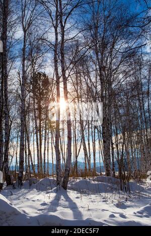 Russischer Winter Birkenwald. Januar Sonne scheint durch Bäume Stockfoto