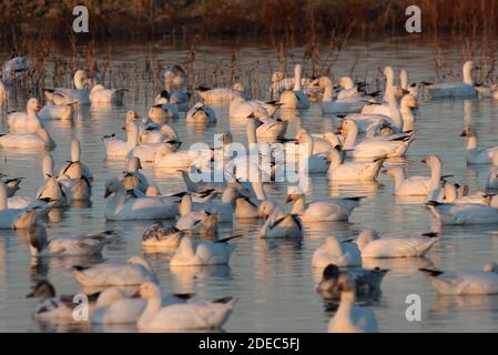 Schneegänse (Anser caerulescens) versammeln sich im Winter in großer Zahl im Sacramento National Wildlife Refugium, nachdem sie aus dem Norden gewandert sind. Stockfoto