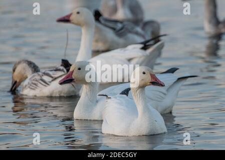 Schneegänse (Anser caerulescens) versammeln sich in großer Zahl in Sacramento NWR, Kalifornien in den Herbstmonaten. Stockfoto