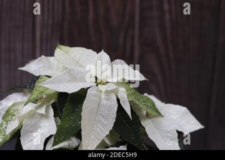 Eine Nahaufnahme von Poinsettia (Euphorbia pulcherrima) Pflanze mit Glitzern auf dunklem Holzhintergrund Stockfoto