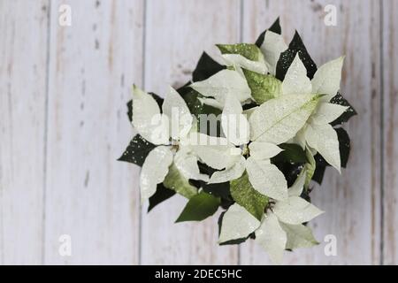 Eine Draufsicht auf Poinsettia (Euphorbia pulcherrima) Pflanzen Sie mit Glitzern auf hölzernen leeren Backgorund Stockfoto