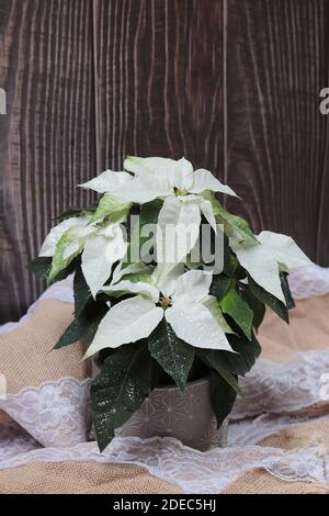 Eine vertikale Aufnahme von Poinsettia (Euphorbia pulcherrima) Pflanztopf mit Glitzern auf Holzhintergrund Stockfoto