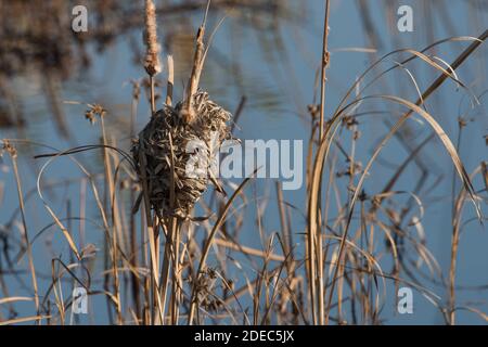 Ein Vogelnest in einem Süßwassersumpf in Sacramento National Wildlife Refugium in Kalifornien. Stockfoto