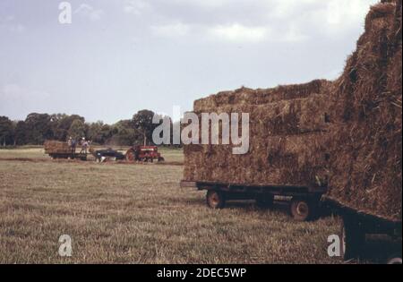 1970er Foto (1973) - Bauernhof auf der Route 35 in der Nähe von PT. Angenehm. Stockfoto