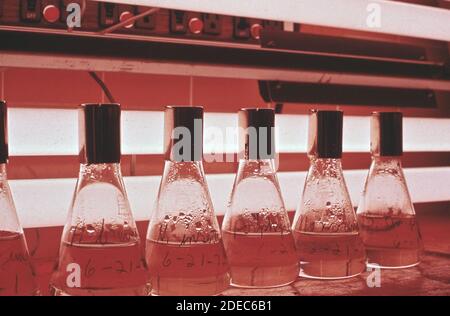 1970er Foto (1972) - EPA Gulf Breeze Laboratory: Das Labor für Mikrobiologie. Im Inkubatorraum werden Mikroorganismen isoliert und ihr Wachstum untersucht Stockfoto