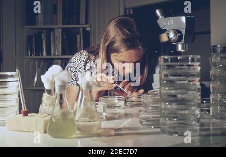 1970er-Jahre Foto (1972) - EPA Gulf Breeze Laboratory: Fischereibiologe führt Studien von Garnelen und Krabbenlarven durch Stockfoto