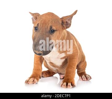 Miniatur Bull Terrier vor weißem Hintergrund Stockfoto