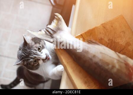 Eine hungrige Katze schaut auf den Schwanz eines Fisches auf dem Küchentisch. Ein Haustier stiehlt Nahrung vom Tisch. Katzendelikatesse Stockfoto