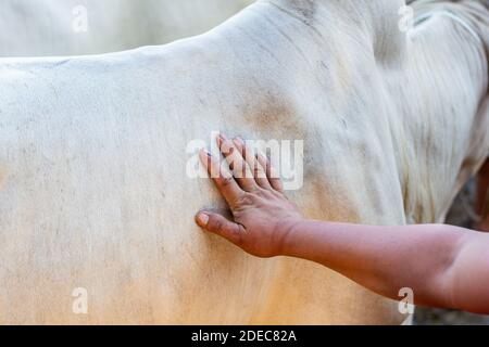 Rinder werden auf dem Padre Garcia Livestock Auction Market in Batangas, Philippinen, verkauft Stockfoto