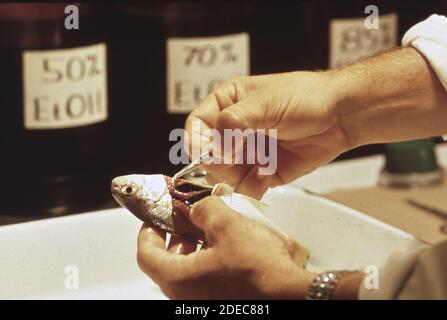 1970er Foto (1972) - EPA Gulf Breeze Laboratory: Labor für Pathobiologie Pathobiologe entfernt die Leber von einem Spotfish Stockfoto