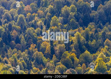 Volles Bild von einem Nadelbaum im Wald. Stockfoto