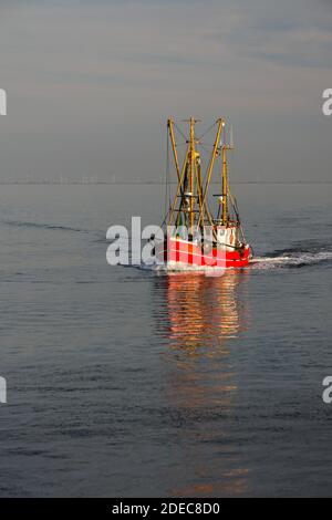 Fischtrawler an der Nordsee an der Küste von Büsum, Schleswig-Holstein, Deutschland Stockfoto