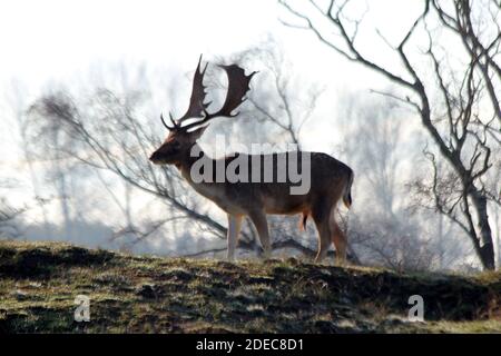 Damwild in den Amsterdam Waterleidingduinen, die in diesem leben Ausgedehntes Dünengebiet Stockfoto