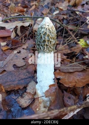 Phallus impudicus, umgangssprachlich bekannt als das gemeine Stinkhorn in der Kaapse Bossen bei Utrecht Stockfoto