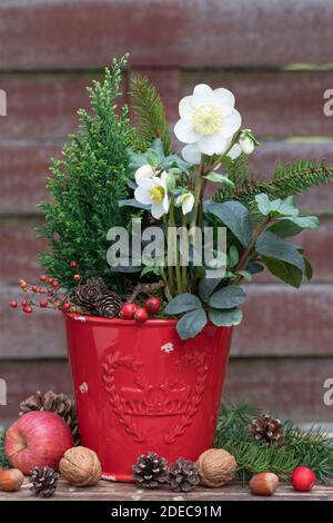helleborus niger und Nadelbaum in rotem Topf als weihnachtsdekoration Stockfoto