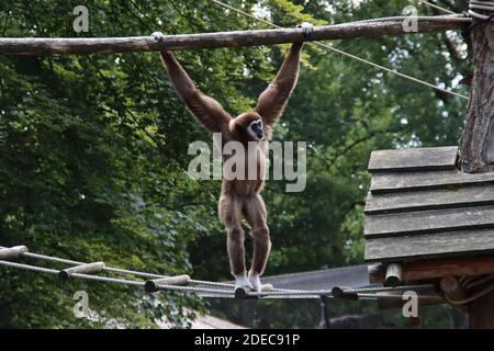 Weißhand-Gibbon klettert auf einem Seil auf einem Baum Im Ouwehands Zoo in Rhenen, Niederlande Stockfoto