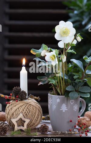 Rustikale weihnachtsdekoration mit helleborus niger in Tasse und weiß Kerze Stockfoto