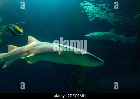 Haie in einem blauen Tiefenwasser des Aquariums. Stockfoto